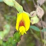 Zornia contorta Flower