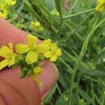 Hirschfeldia incana Flower