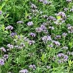 Phacelia tanacetifolia 形态