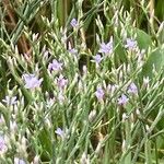 Limonium carolinianum 花