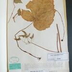 Begonia adscendens