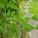 Jasminum officinale Листок