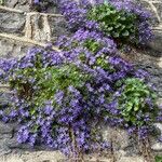 Campanula garganica Vekstform