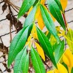 Periploca sepium Leaf