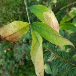 Sambucus canadensis Folha