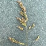 Poa pratensis 花