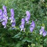 Aconitum variegatum Kvet