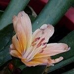 Lewisia longipetala ᱵᱟᱦᱟ