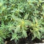 Oxybasis glauca পাতা
