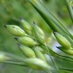 Panicum miliaceum Otro