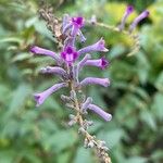 Buddleja lindleyana Flors