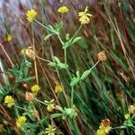 Trifolium patens Habitus