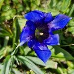 Gentiana clusii