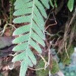 Pleopeltis polypodioides Leaf