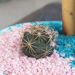 Coryphantha corniferaLeht