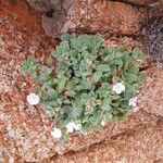 Erodium corsicum 花