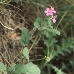 Erodium gruinum Other