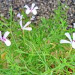 Pelargonium laevigatum Habitatea