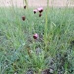 Dianthus carthusianorum Habit