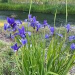 Iris sibirica Žiedas