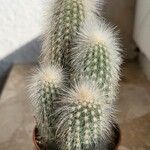 Cleistocactus strausii 葉