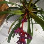 Aechmea weilbachii 葉