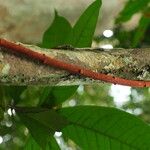 Pycnobotrya nitida Φλοιός