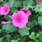 Malva trimestrisFlower