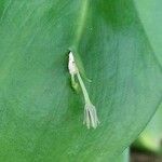 Ruscus hypophyllum Leaf