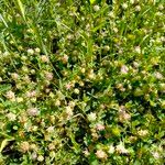 Trifolium resupinatum Vivejo
