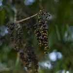 Hovenia dulcis Fruct
