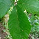 Fagus orientalisপাতা