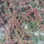 Cotoneaster horizontalisFrucht