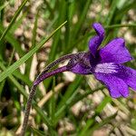 Pinguicula grandiflora Flor