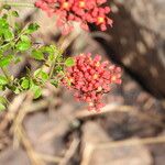 Cyphostemma horombense Flor