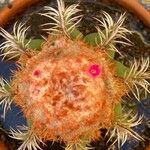 Melocactus matanzanus Květ