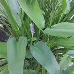 Pontederia cordata Mosusu