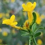 Jasminum fruticans花