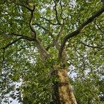 Platanus × hispanica Staniste