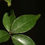 Myrcia multiflora Leaf