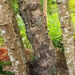 Biancaea sappan Bark