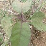 Solanum incanum Leaf