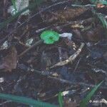 Nervilia aragoana പുറംതൊലി