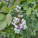 Vaccinium corymbosum Плід