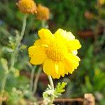 Glebionis coronaria Flor