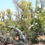 Pachycormus discolor Habit