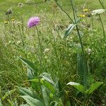 Knautia basaltica Hàbitat