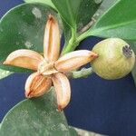 Clusia minor Fruto