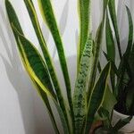 Sansevieria trifasciataᱥᱟᱠᱟᱢ