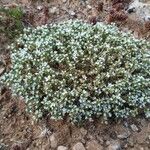 Arenaria aggregata Fleur